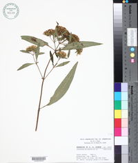 Stevia subpubescens var. subpubescens image