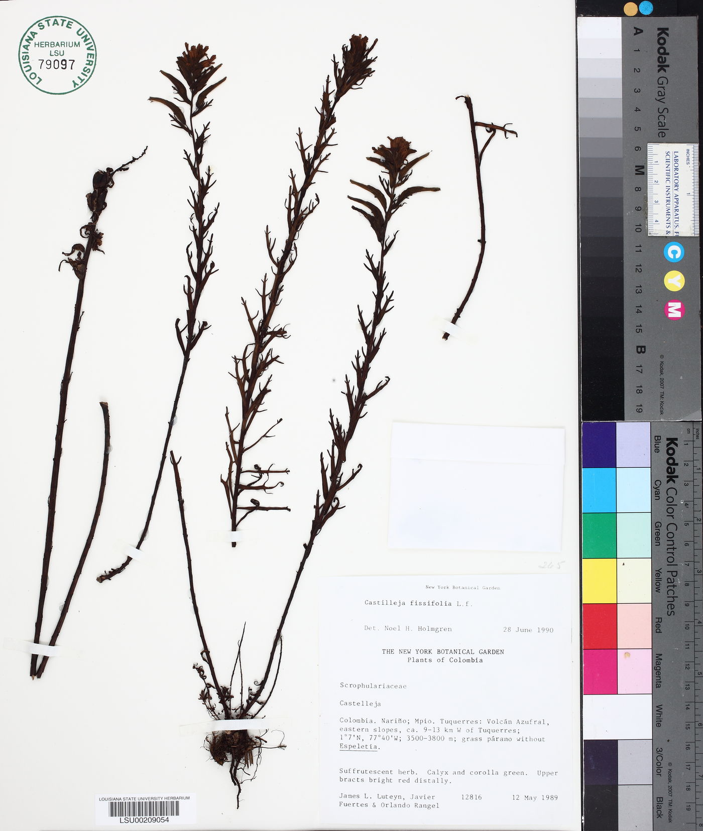 Castilleja fissifolia image