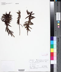 Image of Veronica parviflora