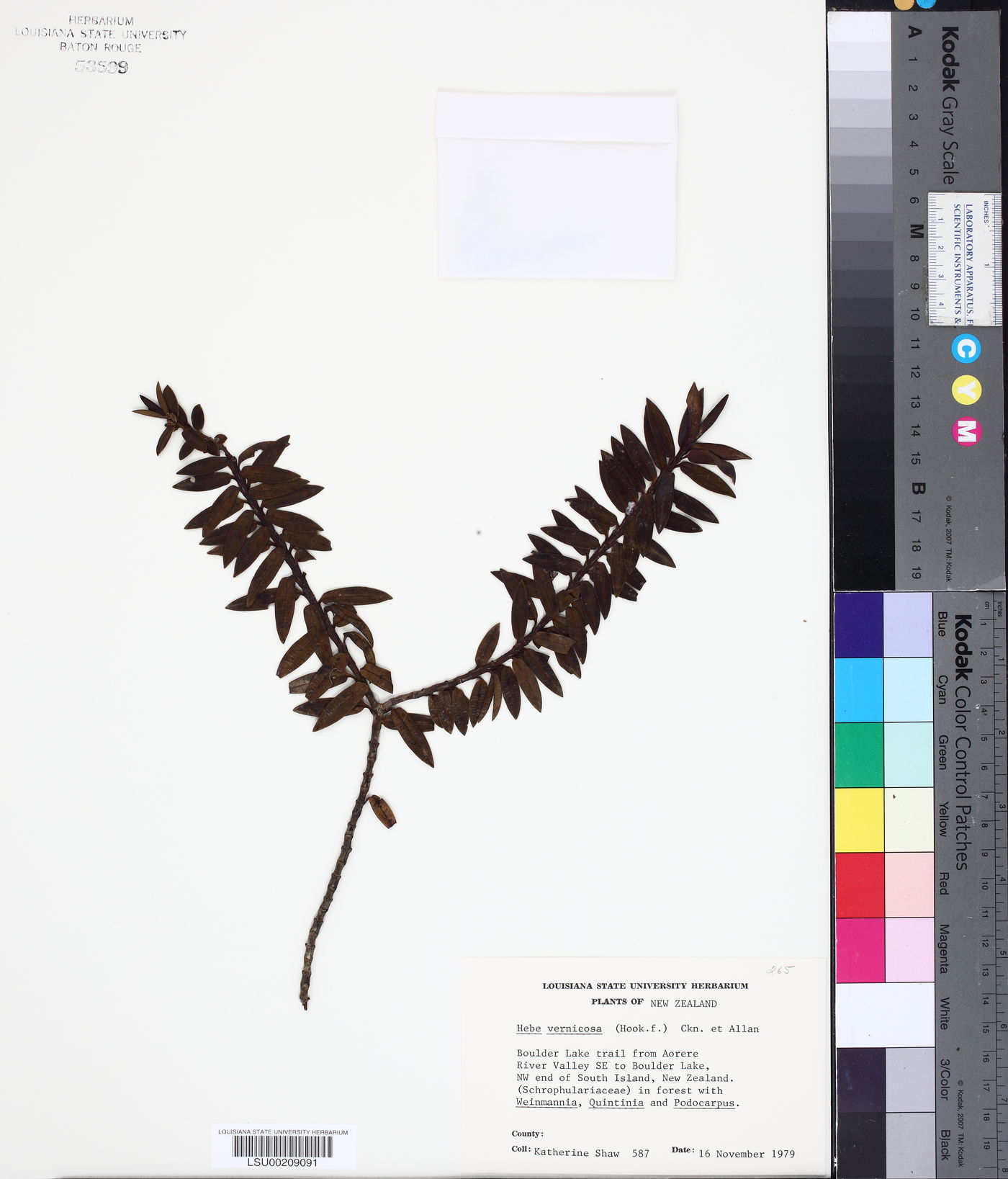 Veronica vernicosa image