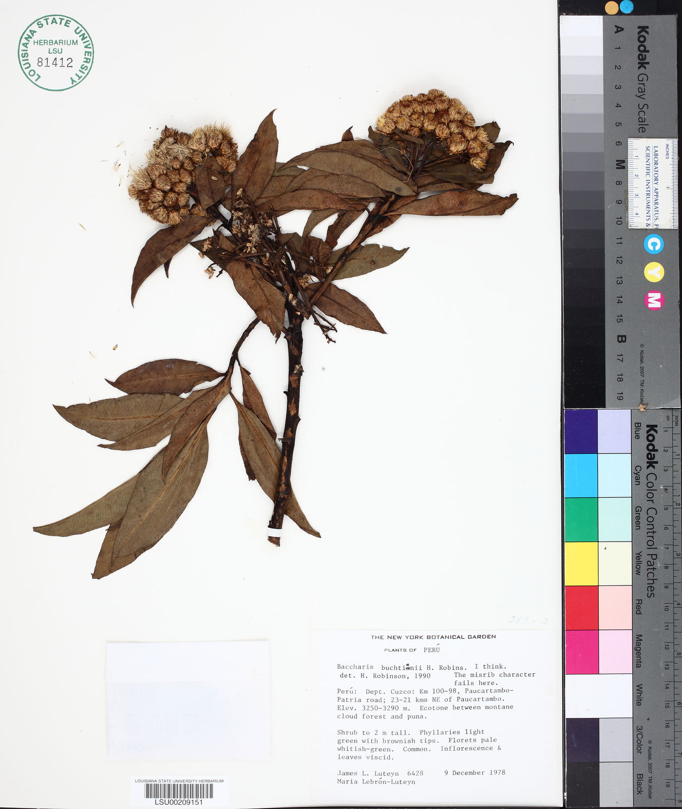Baccharis buchtienii image