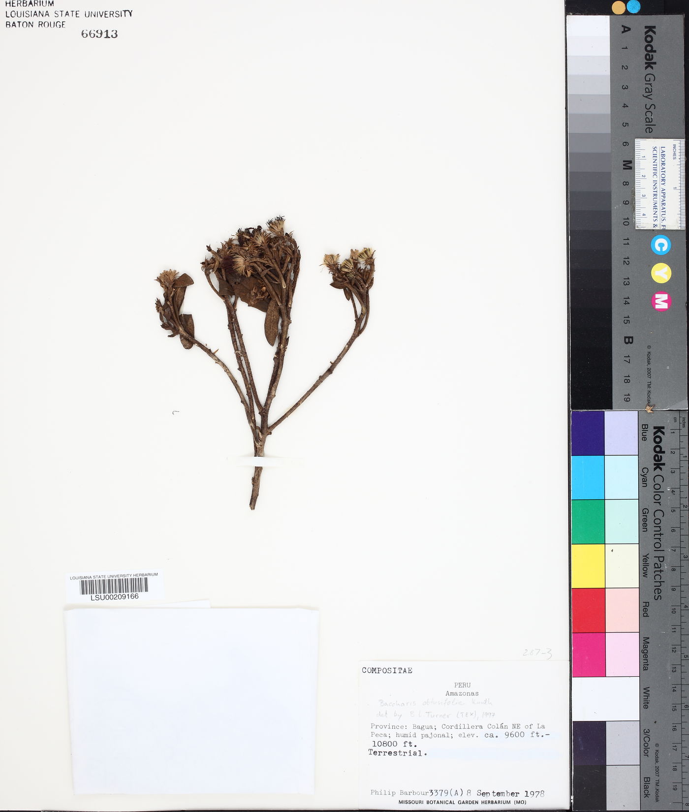 Baccharis obtusifolia image