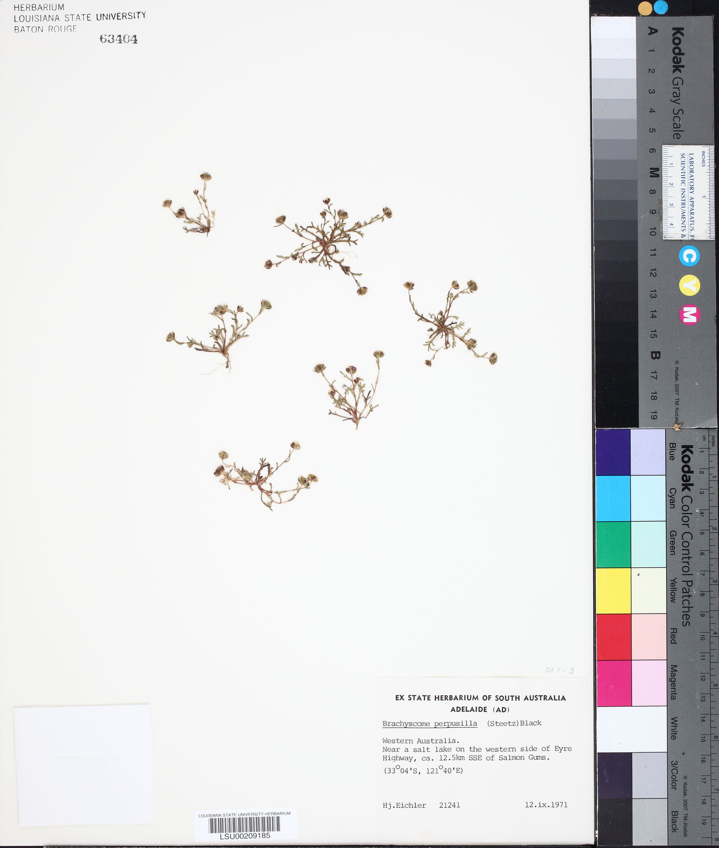 Brachyscome perpusilla image