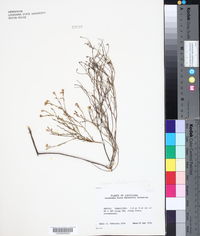 Ericameria austrotexana image