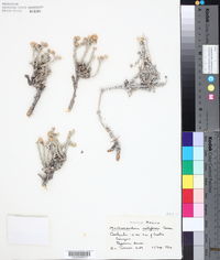 Machaeranthera restiformis image