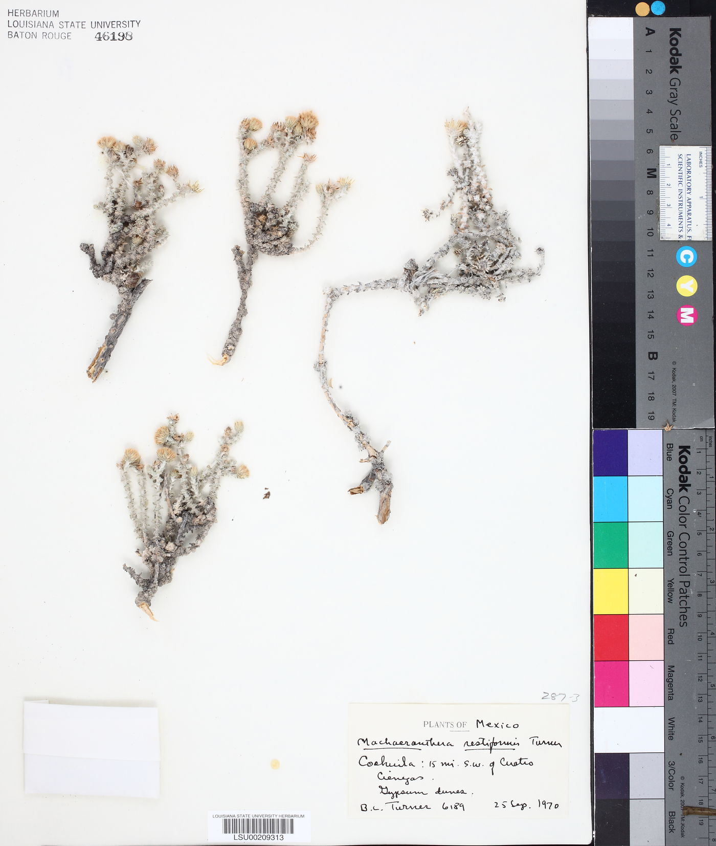 Machaeranthera restiformis image