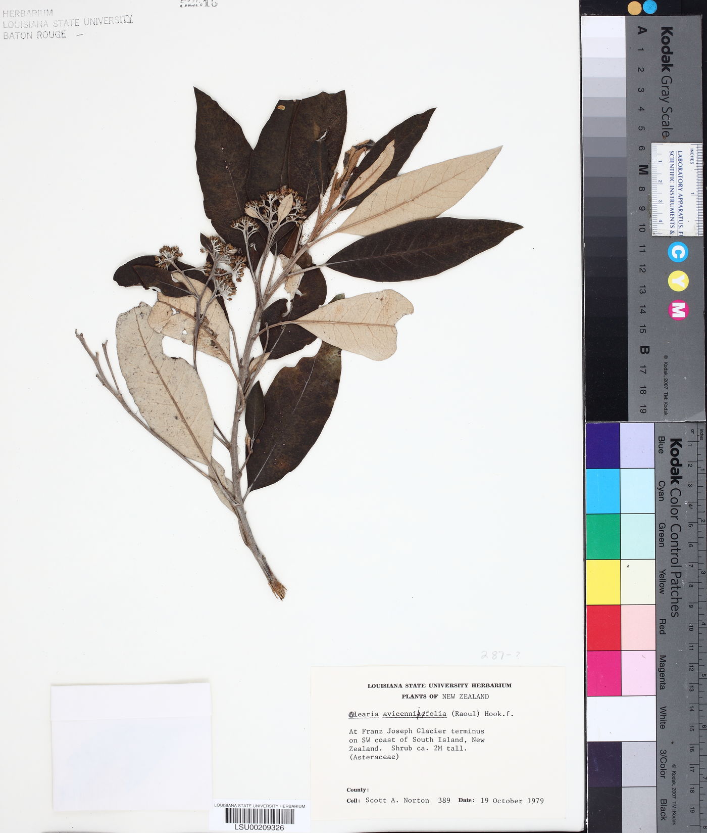 Olearia avicenniifolia image