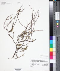 Image of Olearia fragrantissima