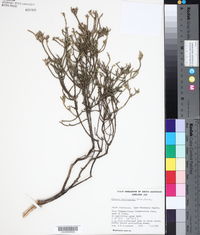 Image of Olearia lepidophylla