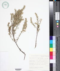 Image of Olearia axillaris