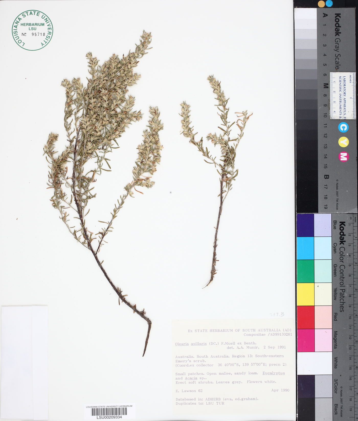 Olearia axillaris image