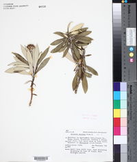 Image of Olearia oporina