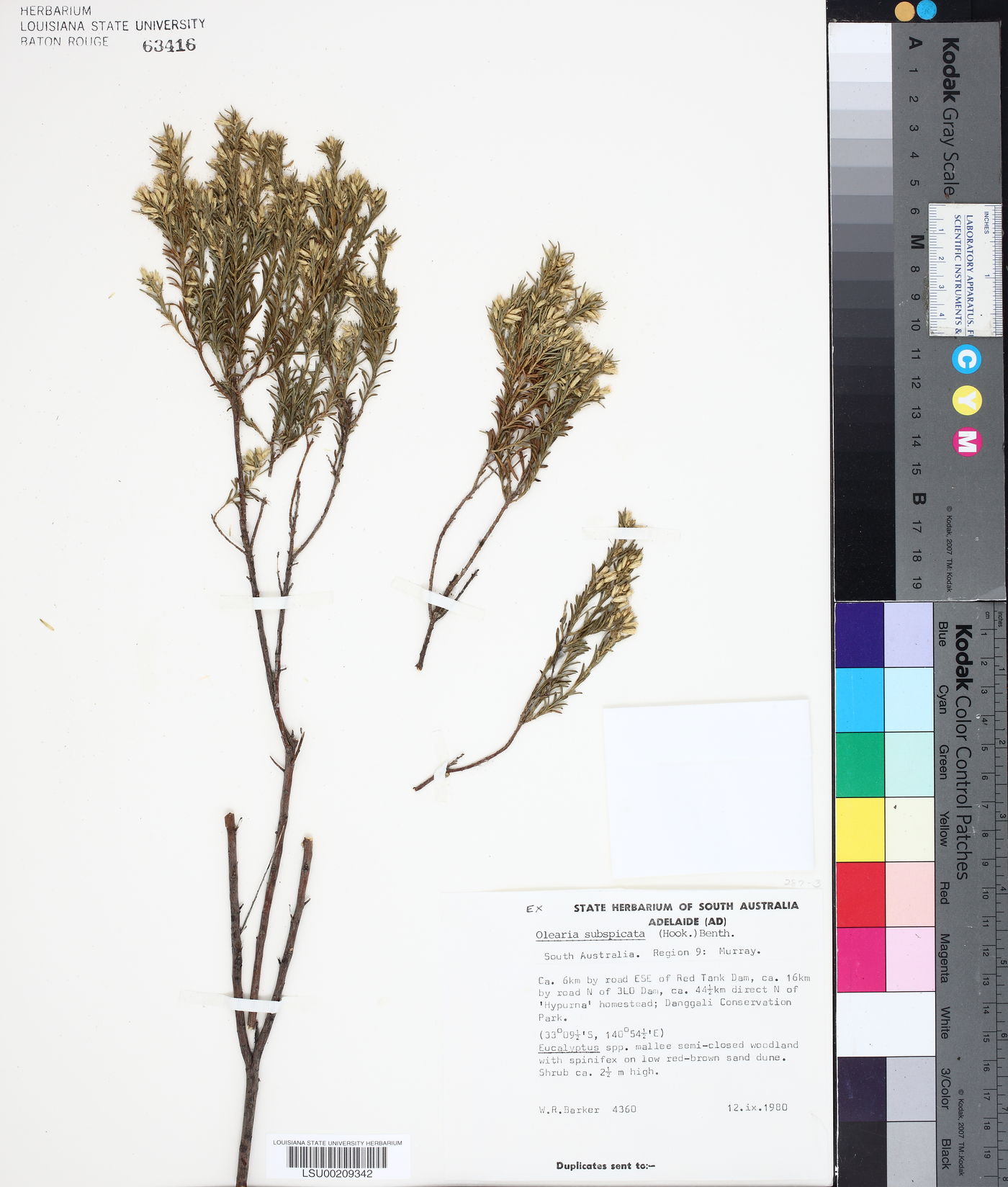 Olearia subspicata image
