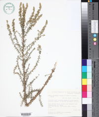 Image of Olearia tubuliflora