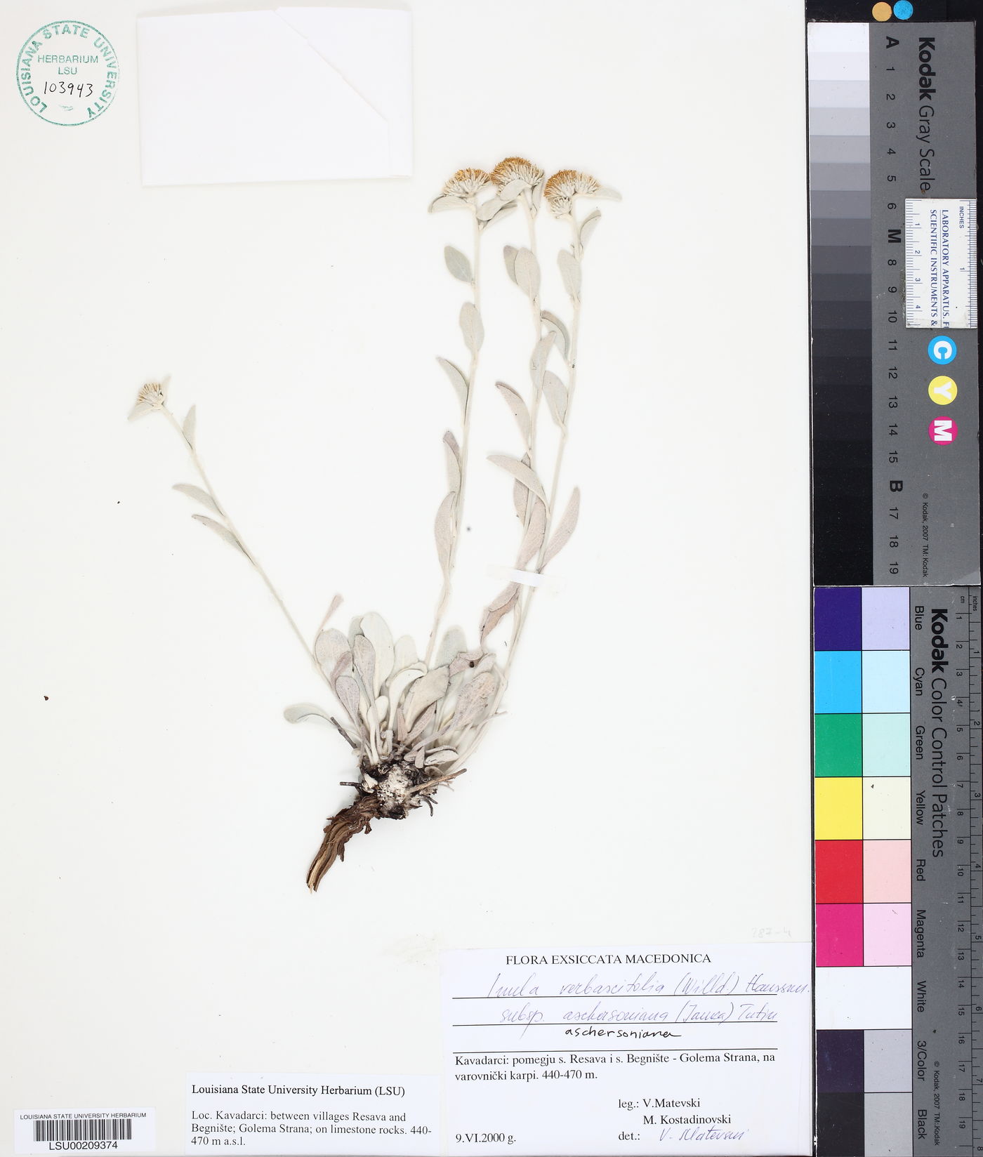 Inula verbascifolia image