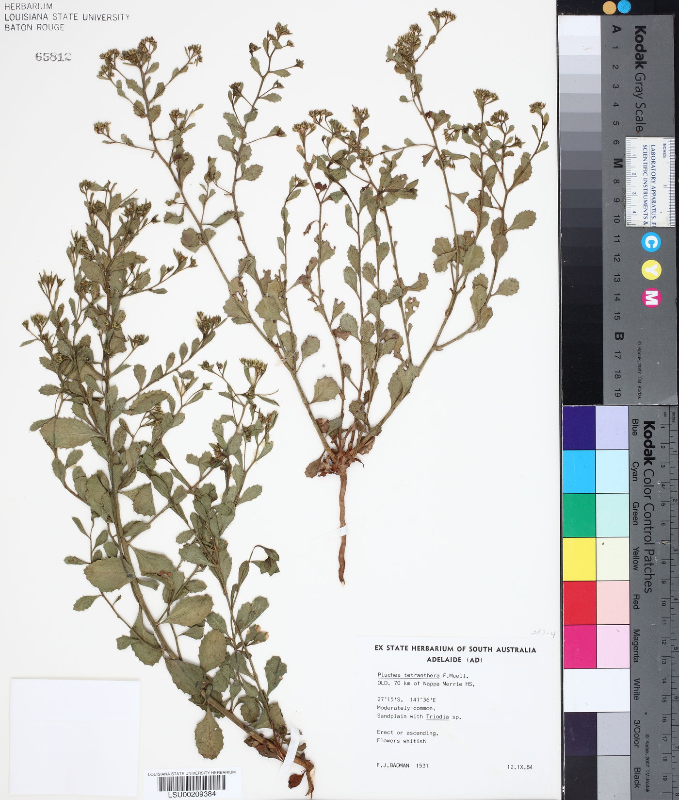 Pluchea tetranthera image