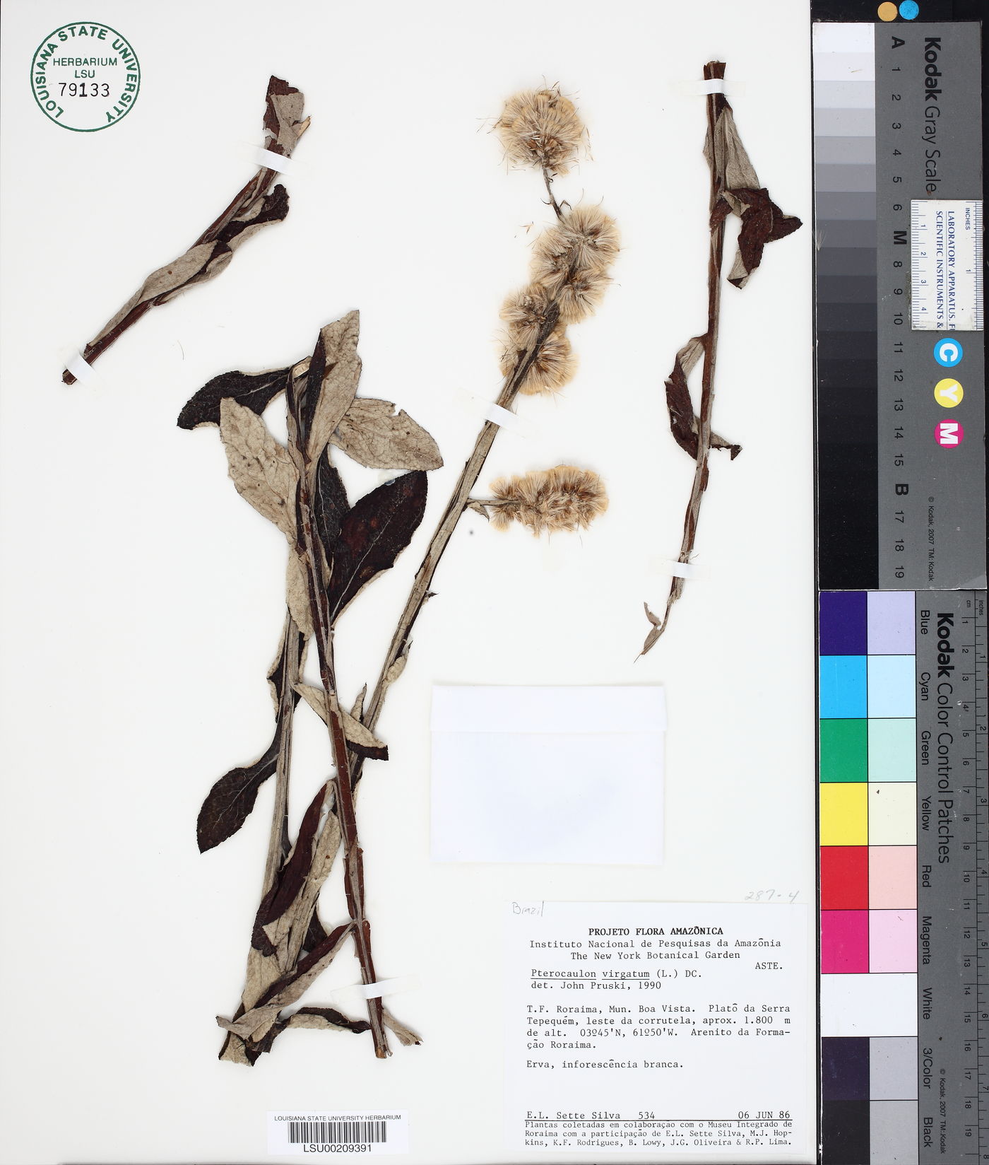 Pterocaulon virgatum image