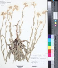 Image of Argentipallium blandowskianum