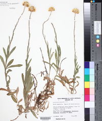 Helichrysum scorpioides image