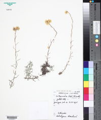 Helichrysum stoechas image