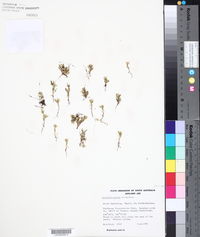 Media resource of Triptilodiscus pygmaeus