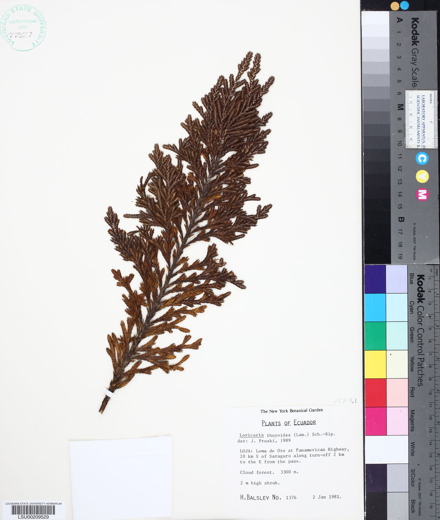 Loricaria thuyoides image