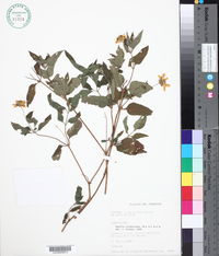 Aspilia silphioides image
