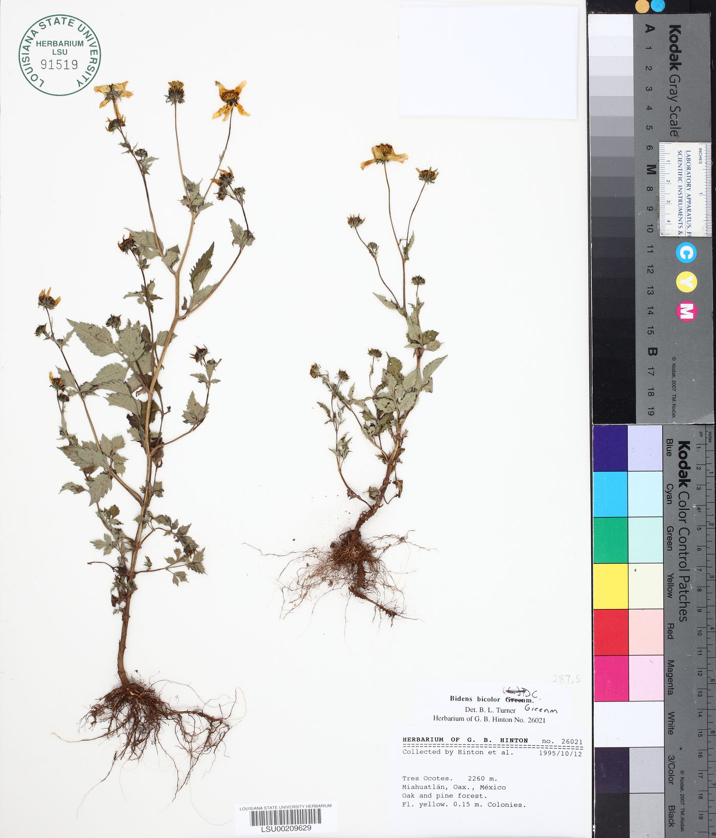 Bidens bicolor image