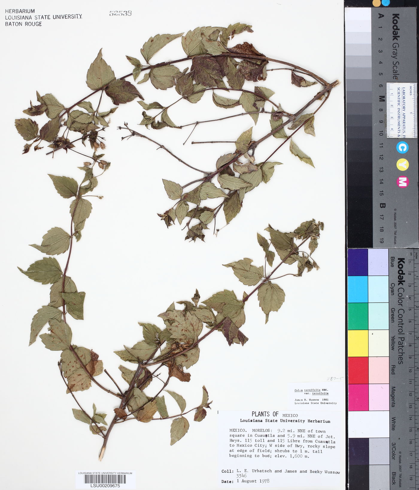 Calea ternifolia var. ternifolia image