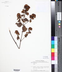 Calea ternifolia var. ternifolia image