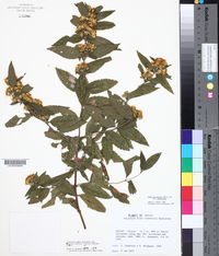 Calea urticifolia image
