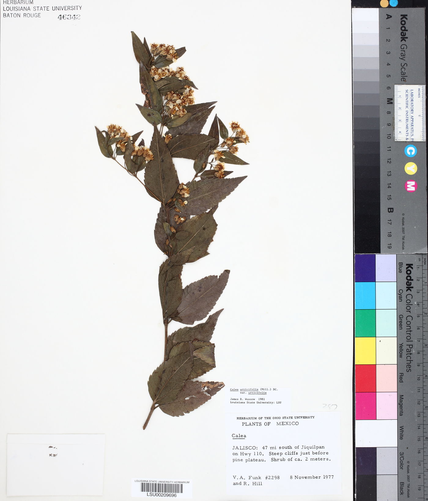 Calea urticifolia var. urticifolia image