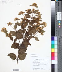 Calea prunifolia image