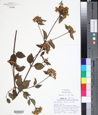 Image of Calea prunifolia