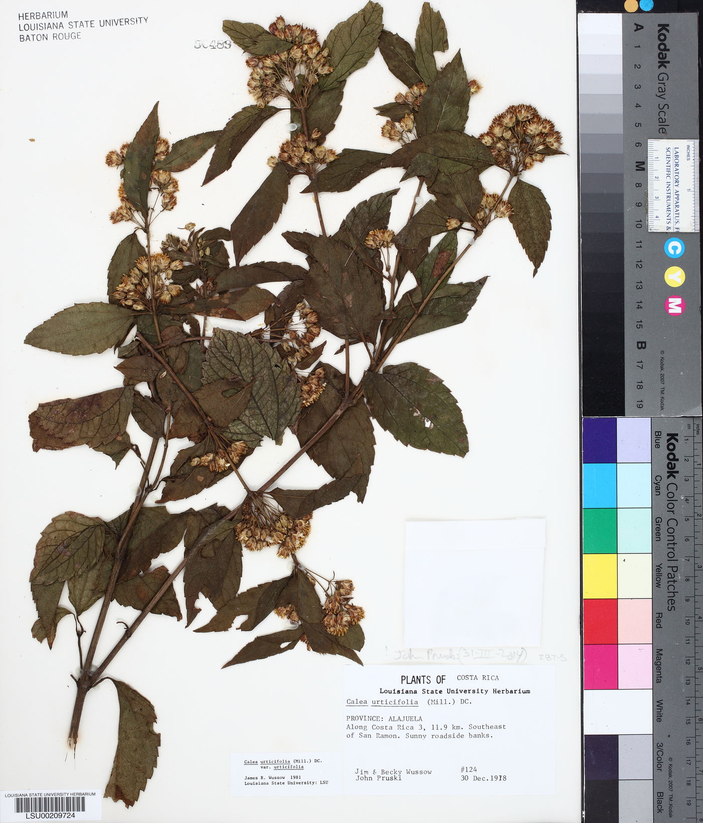 Calea urticifolia var. urticifolia image