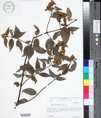 Image of Calea abelioides