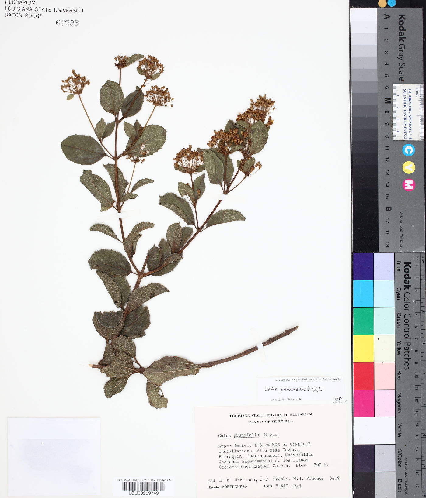 Calea jamaicensis image
