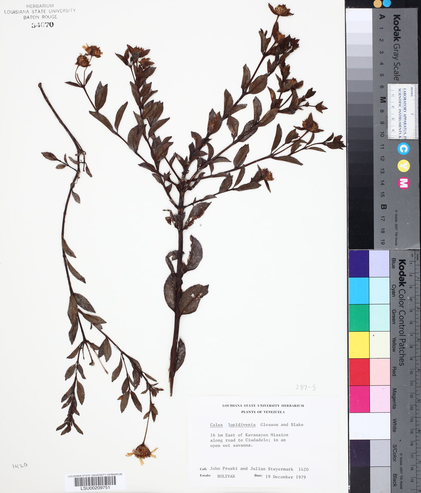 Calea lucidivenia image