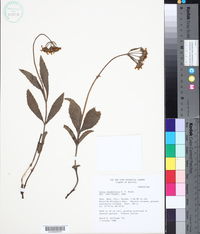 Image of Calea rhombifolia