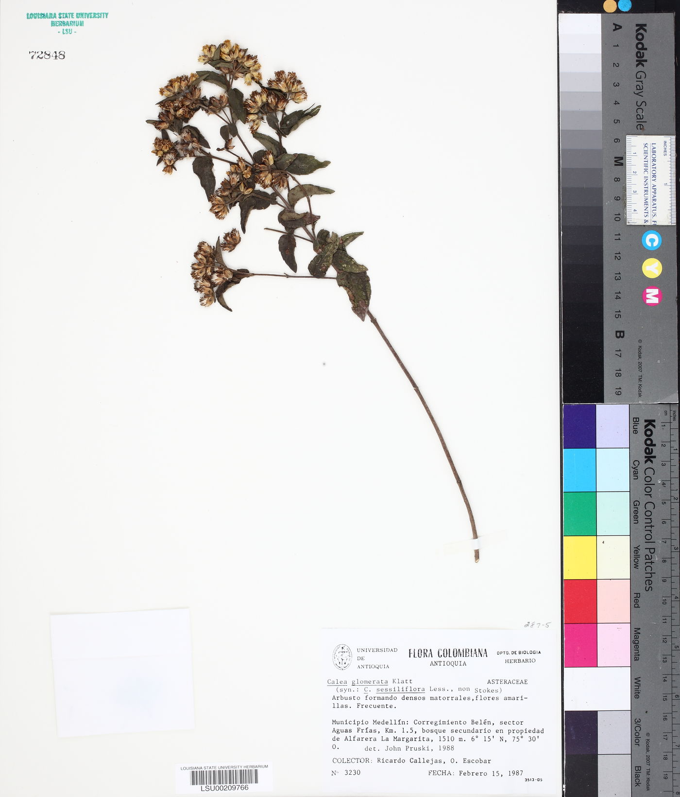 Calea sessiliflora image