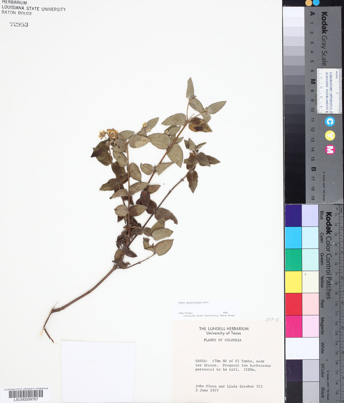 Calea sessiliflora image