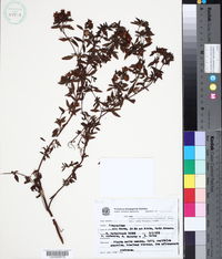 Calea teucriifolia image