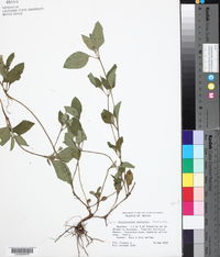 Calyptocarpus wendlandii image