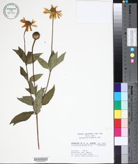 Image of Heliopsis oppositifolia