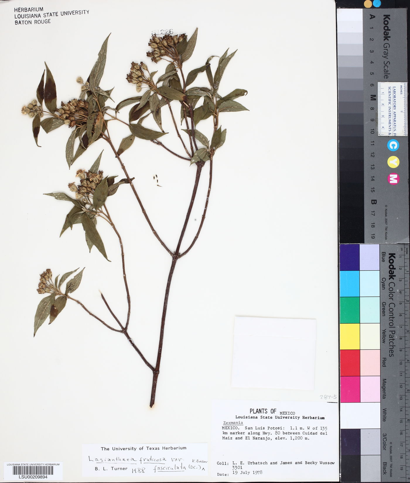 Lasianthaea fruticosa var. fasciculata image