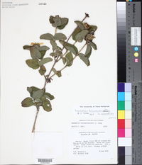 Lasianthaea helianthoides var. helianthoides image