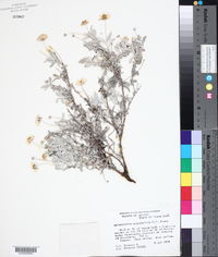 Melampodium argophyllum image