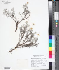 Melampodium argophyllum image