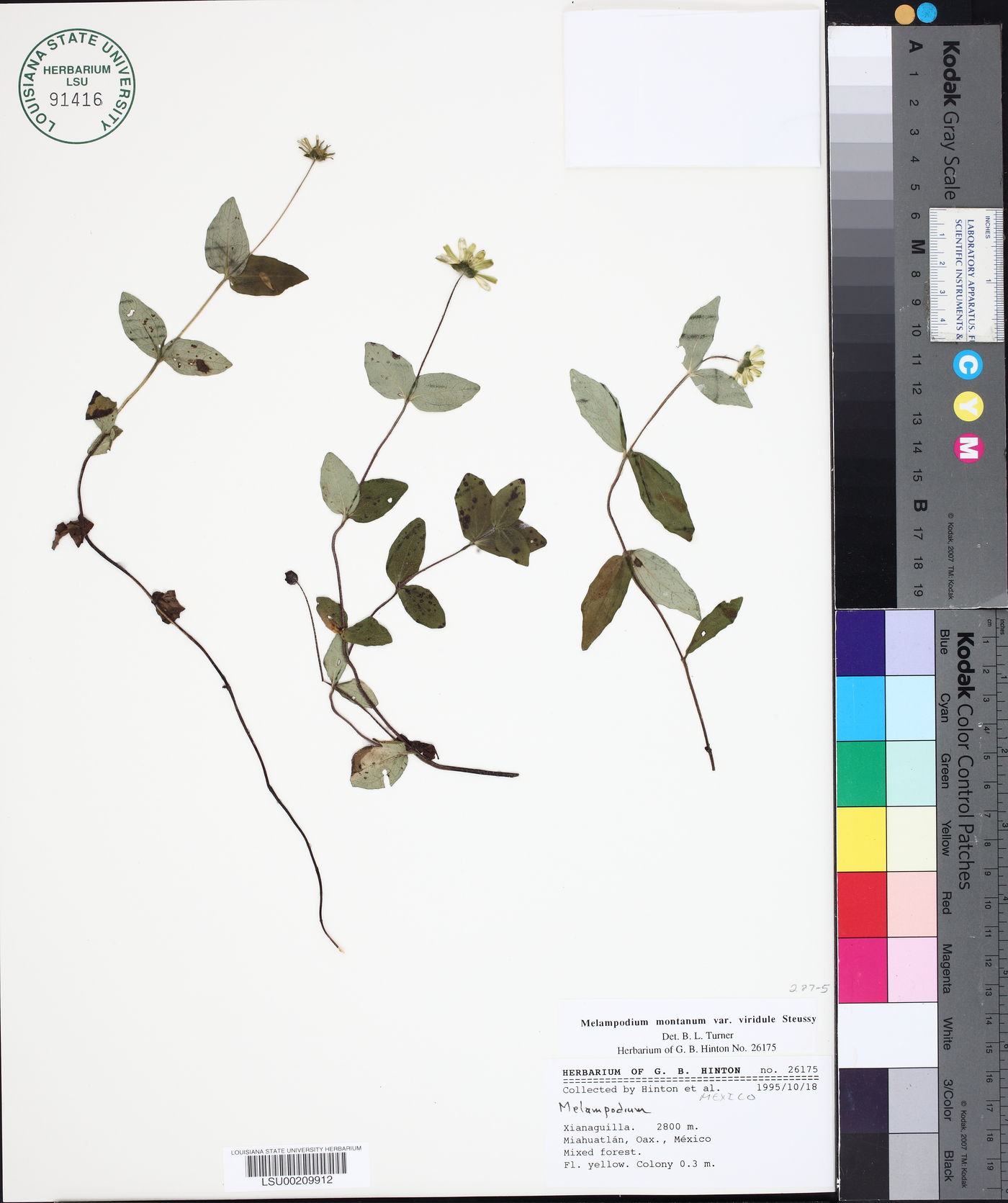 Melampodium montanum image