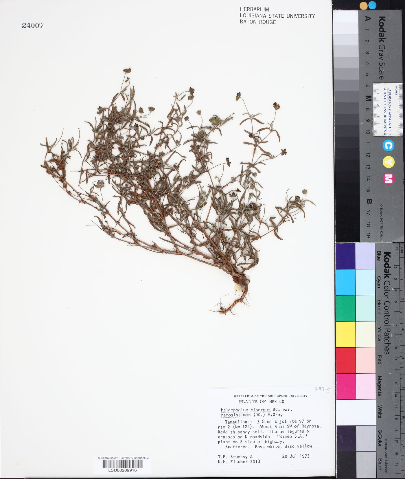 Melampodium cinereum var. ramosissimum image